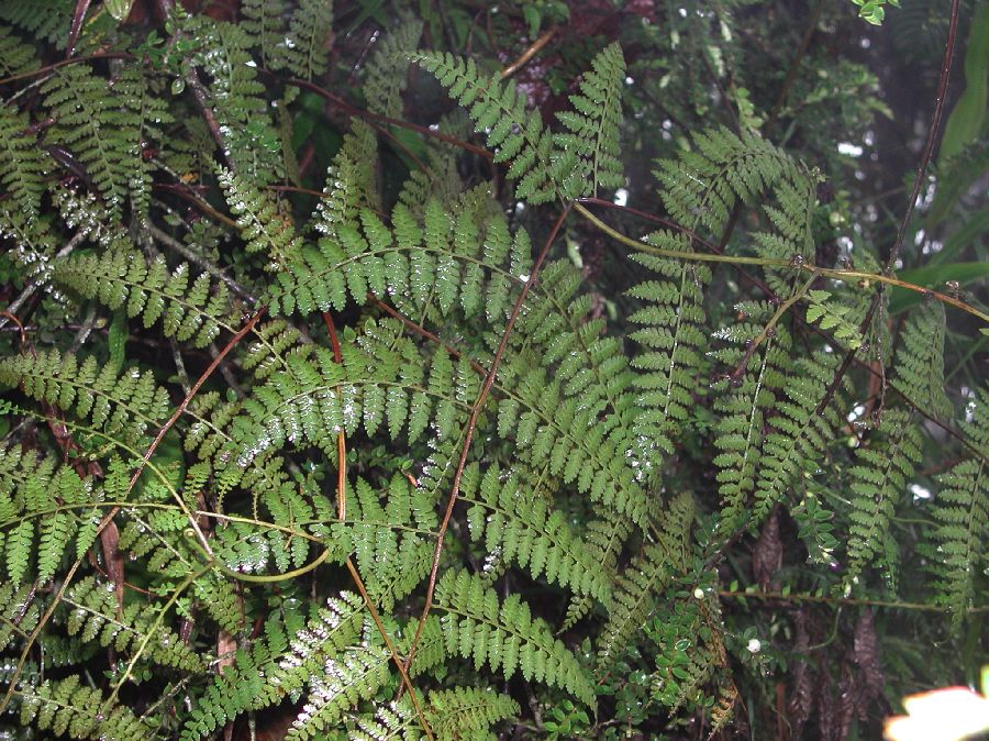 Dennstaedtiaceae Paesia acclivis