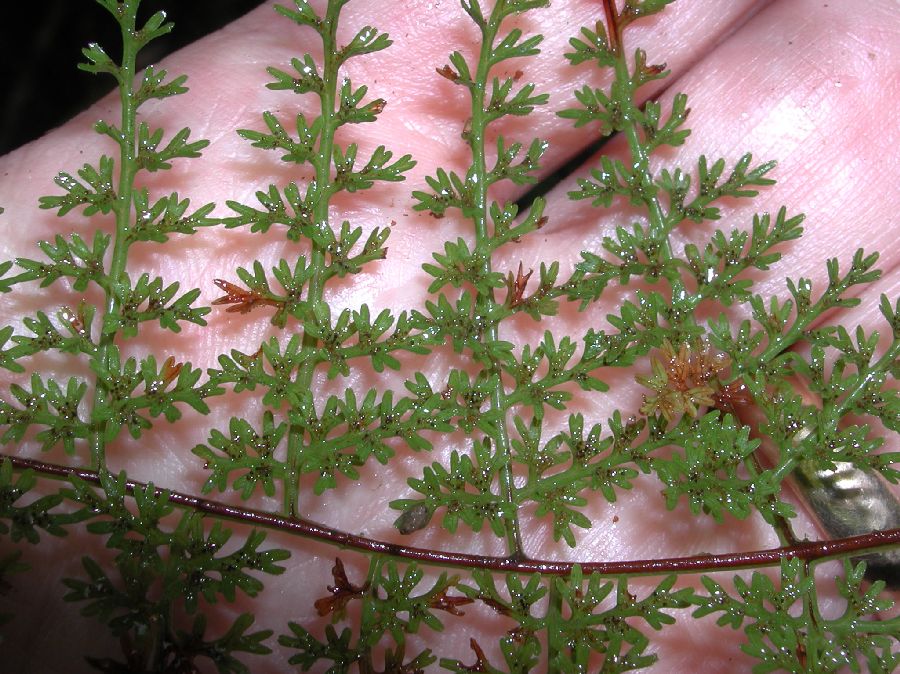 Pteridaceae Pityrogramma pearcei