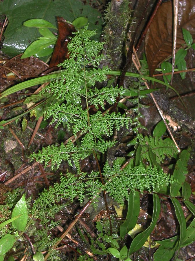 Pteridaceae Pityrogramma pearcei