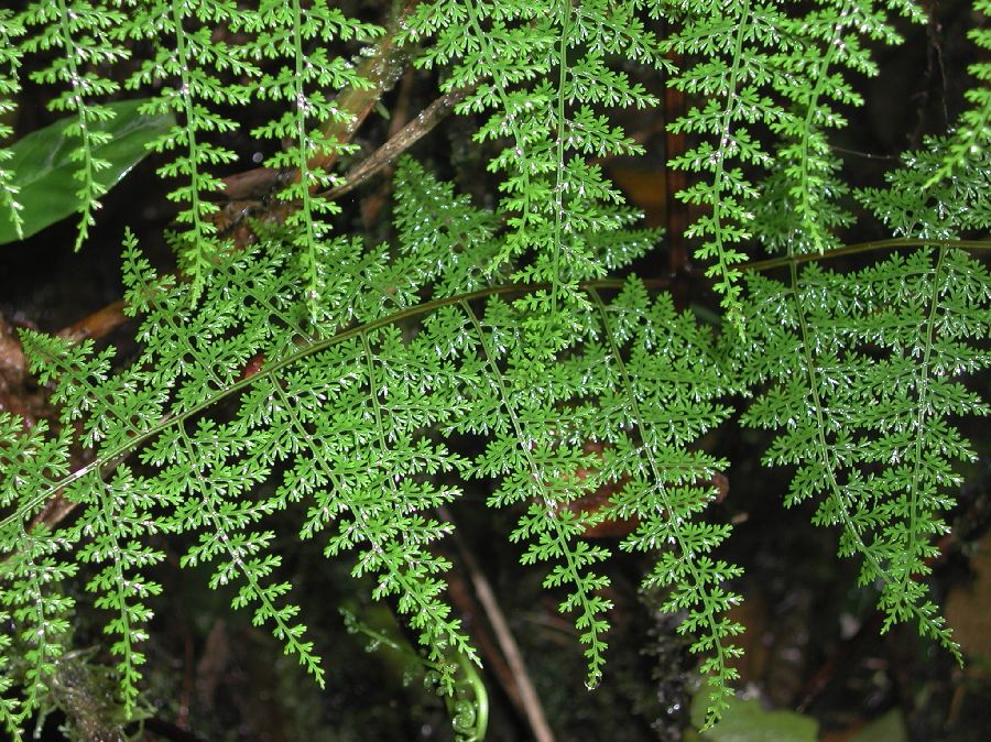Pteridaceae Pityrogramma pearcei