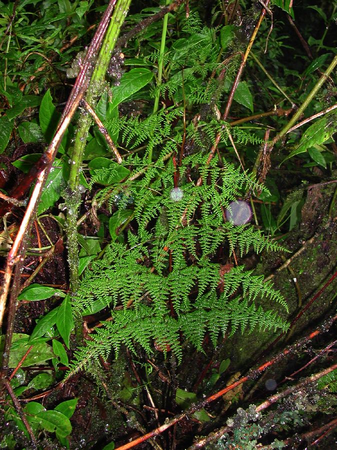 Pteridaceae Pityrogramma pearcei