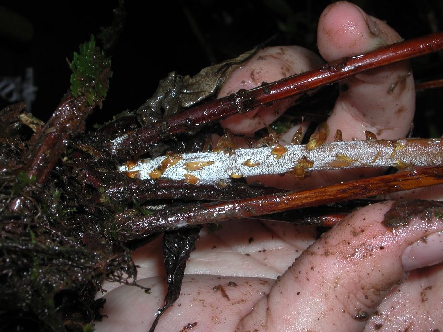 Pteridaceae Pityrogramma pearcei