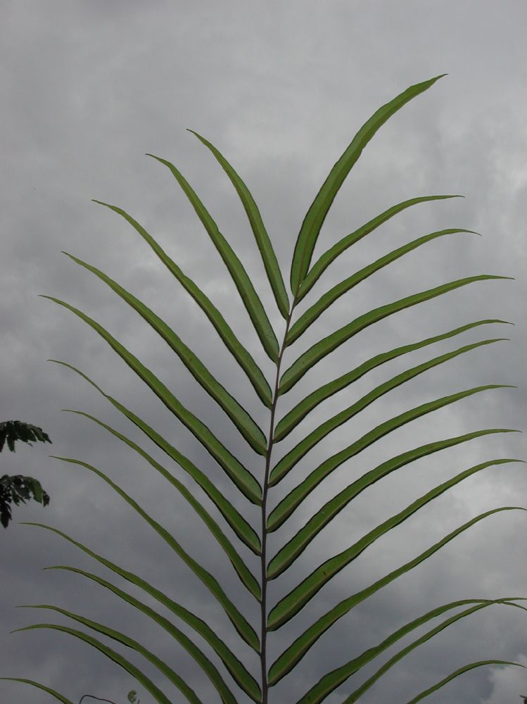 Pteridaceae Pteris grandifolia