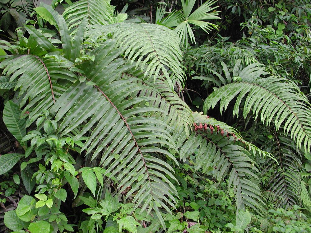 Pteridaceae Pteris grandifolia