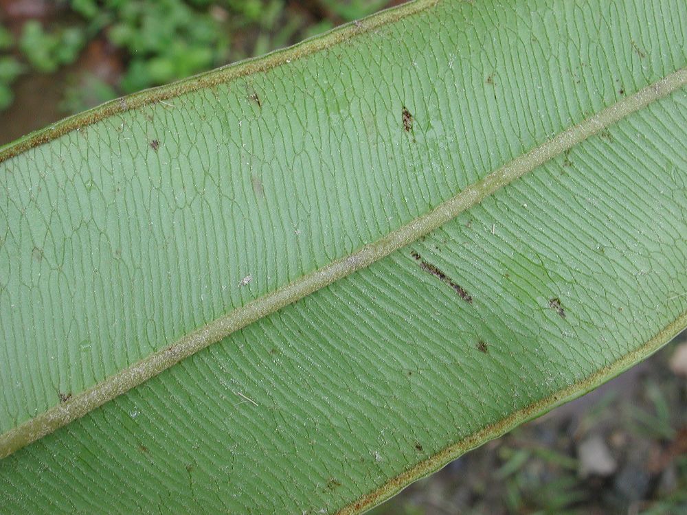 Pteridaceae Pteris grandifolia