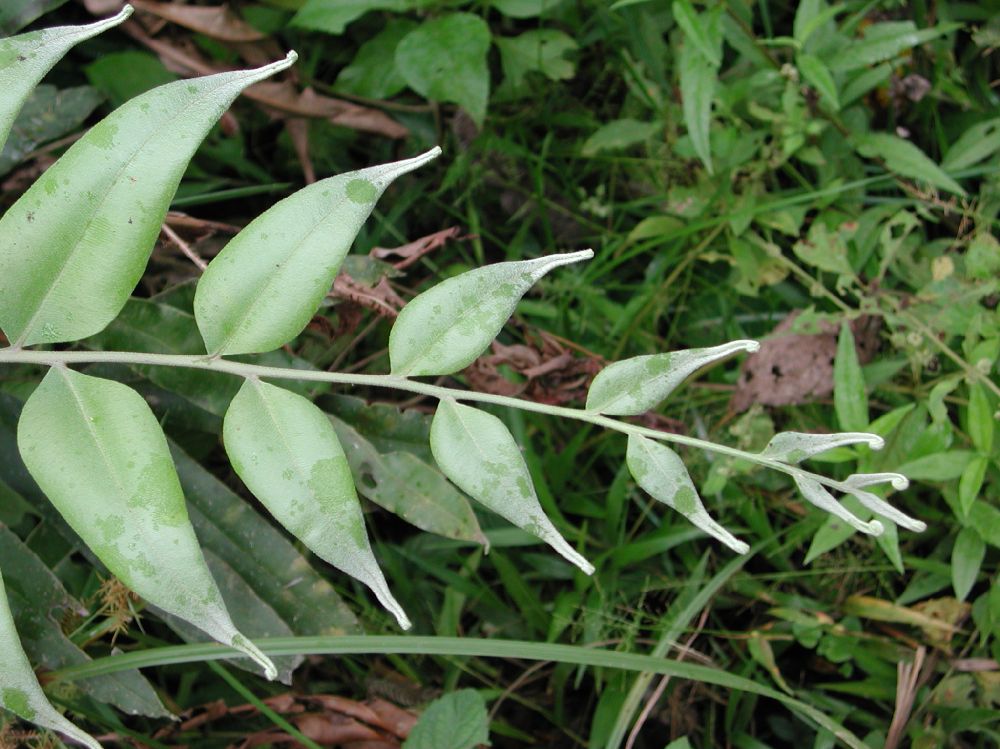 Pteridaceae Pteris grandifolia