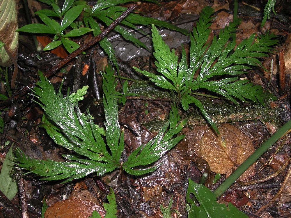 Selaginellaceae Selaginella arthritica