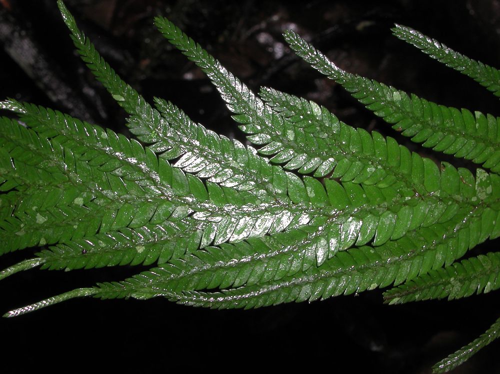 Selaginellaceae Selaginella 