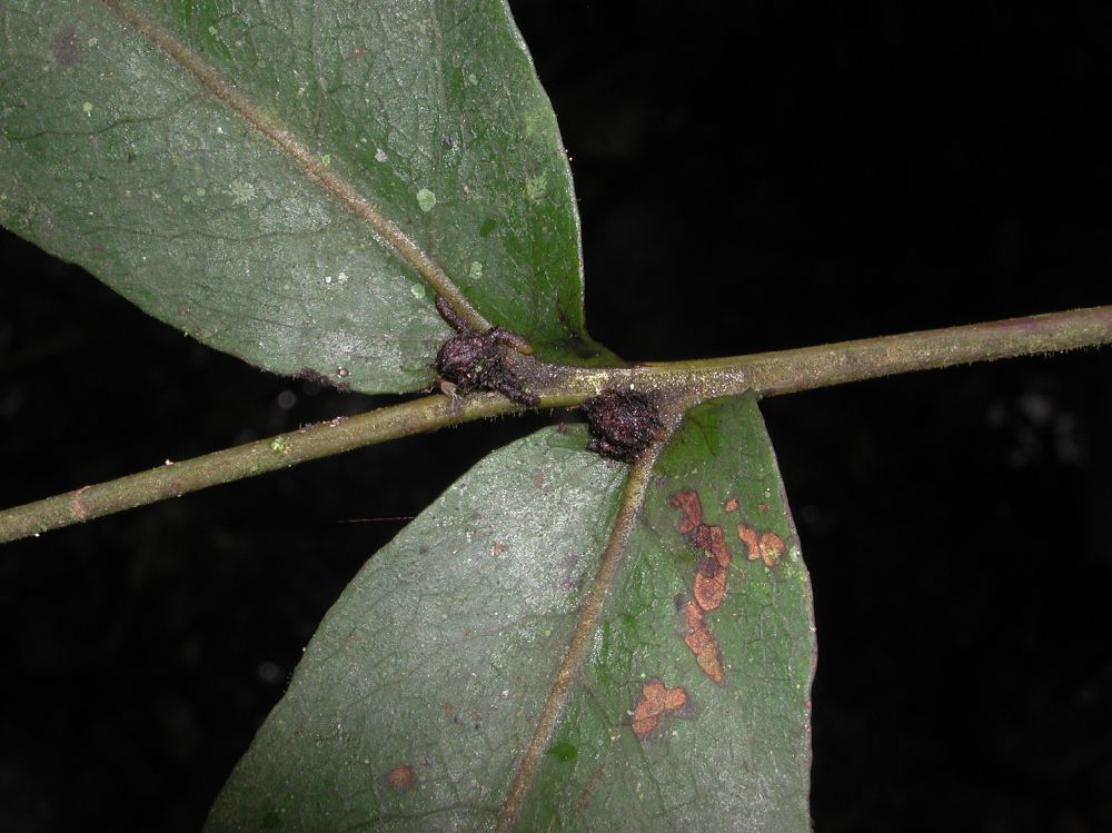 Tectariaceae Tectaria 