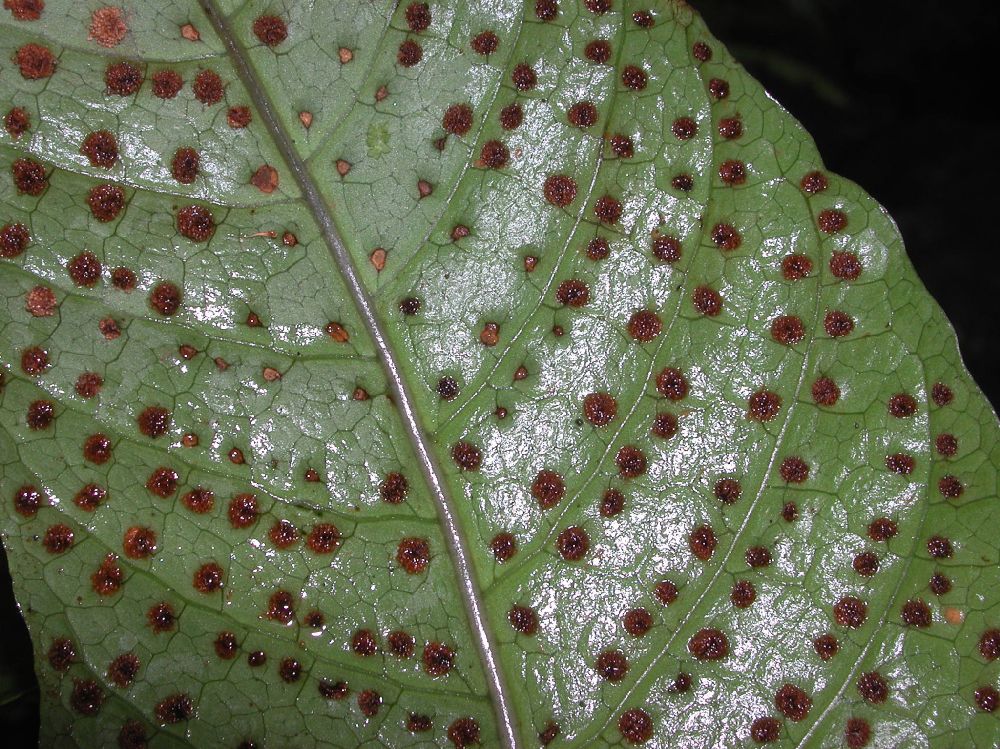 Tectariaceae Tectaria 