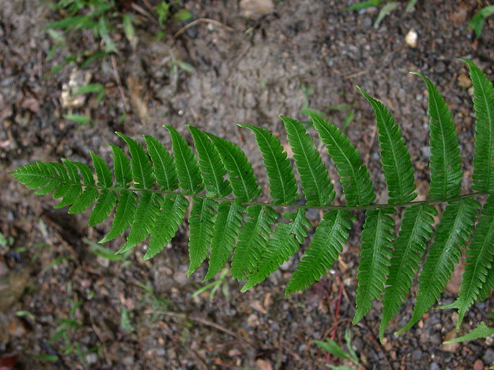 Thelypteridaceae Goniopteris gemmulifera