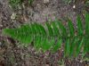 image of Goniopteris gemmulifera