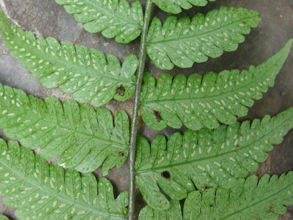 Thelypteridaceae Goniopteris gemmulifera