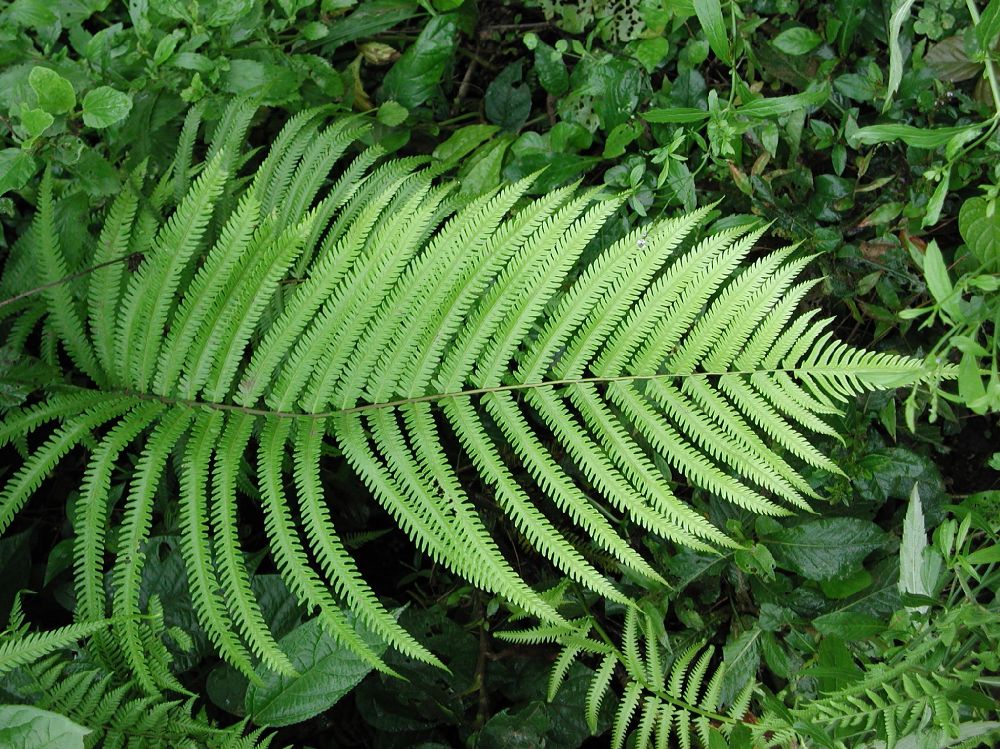 Thelypteridaceae Amblovenatum opulentum