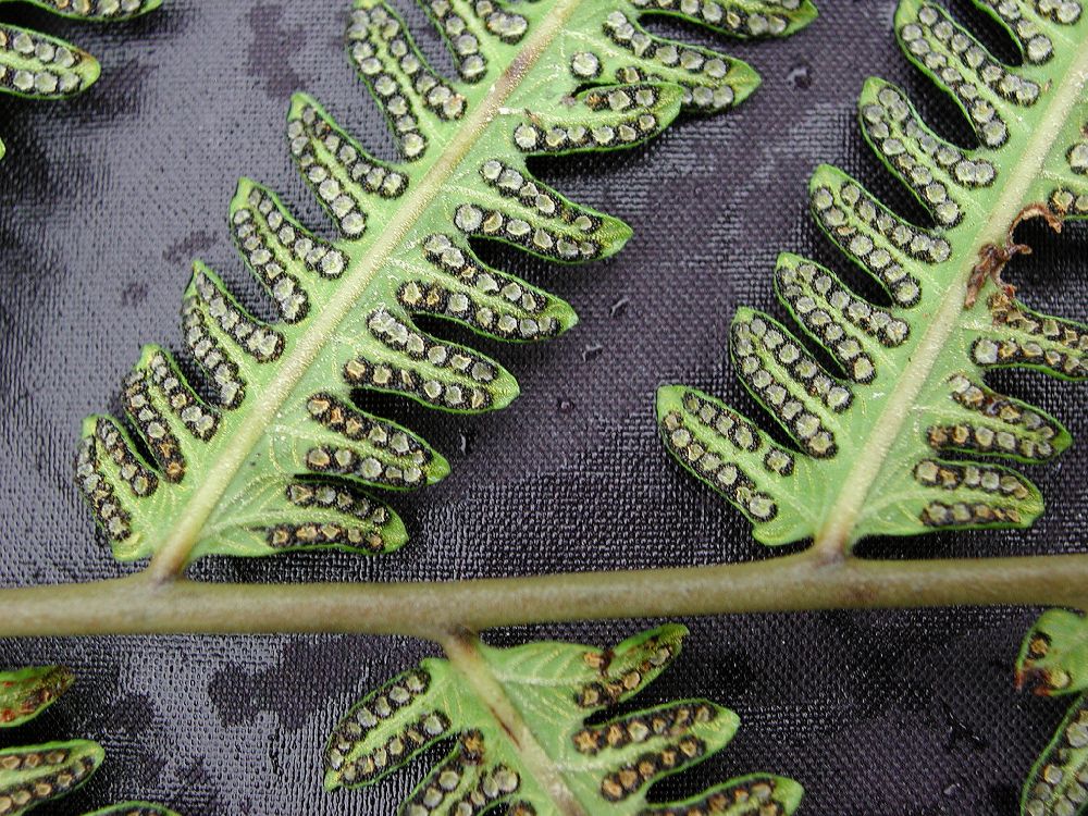 Thelypteridaceae Amblovenatum opulentum