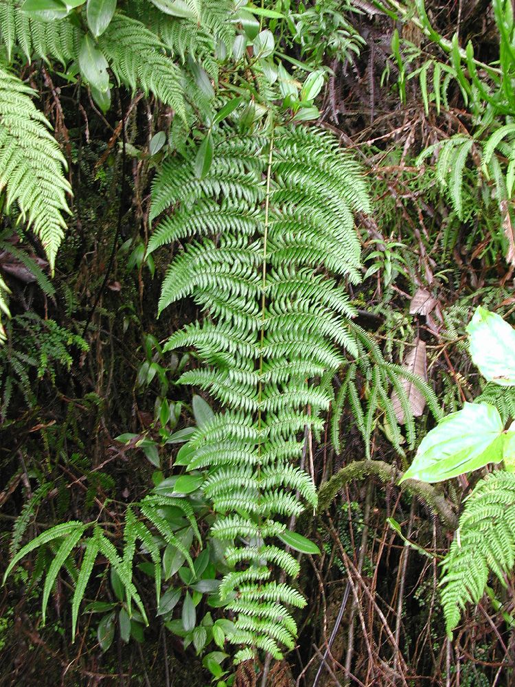 Thelypteridaceae Amauropelta pteroidea