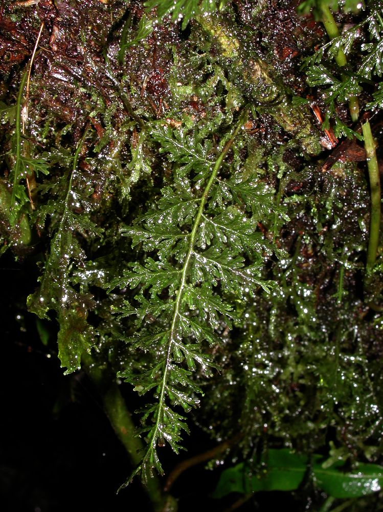 Hymenophyllaceae Polyphlebium diaphanum