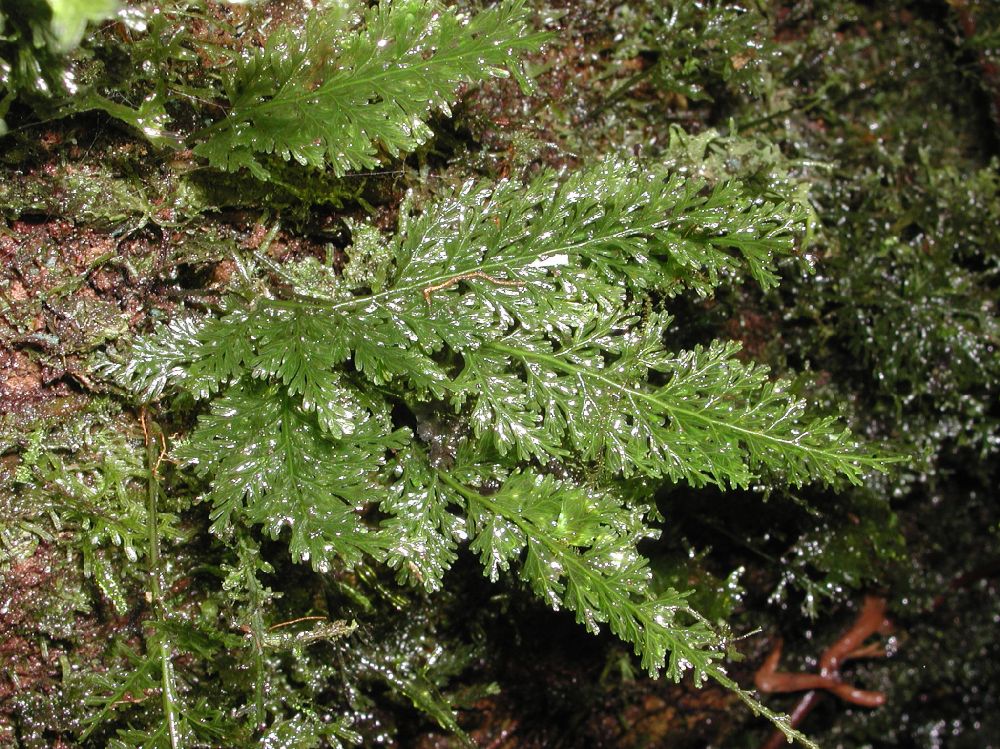 Hymenophyllaceae Polyphlebium diaphanum