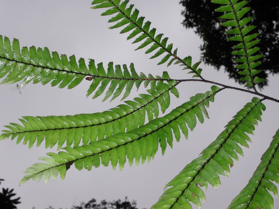 Pteridaceae Adiantum villosissimum