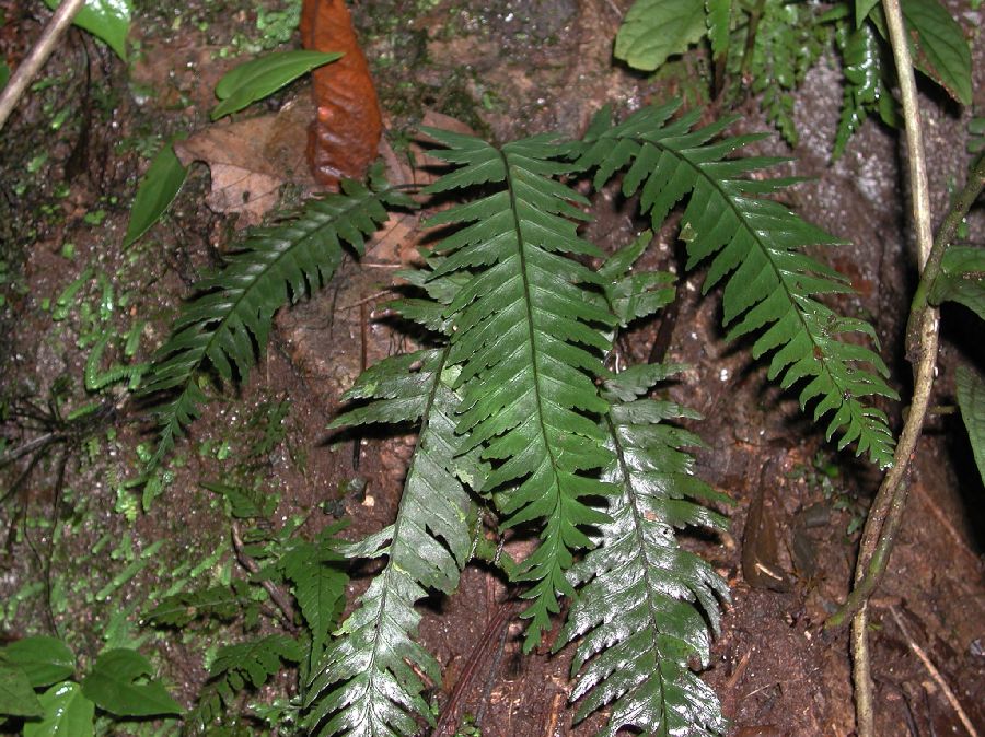 Aspleniaceae Asplenium laetum