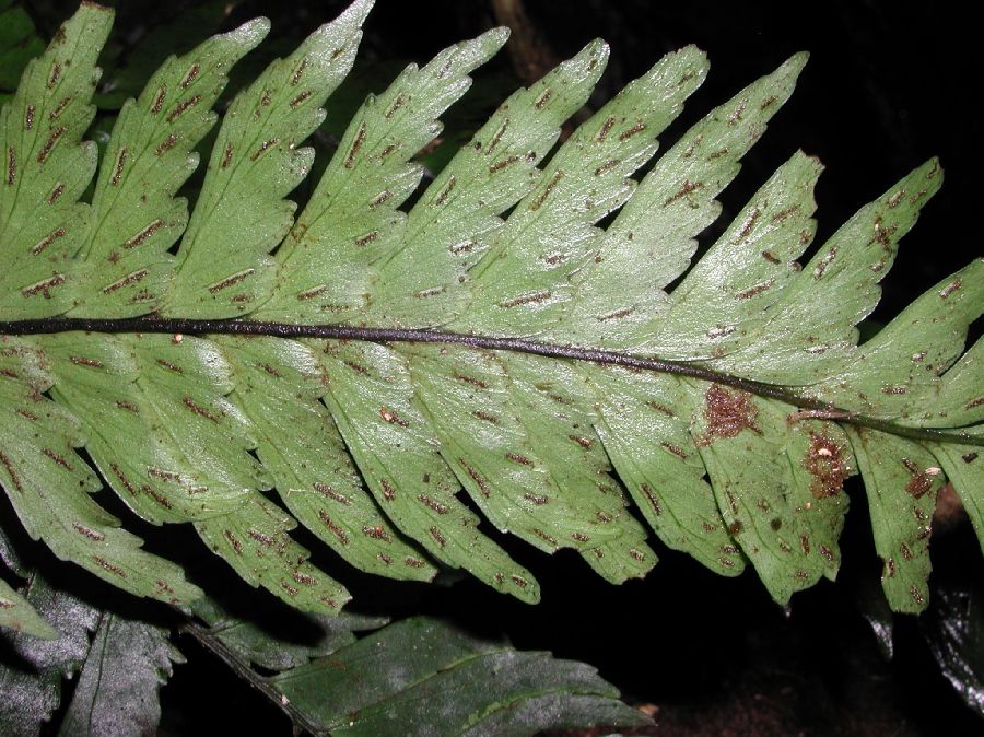 Aspleniaceae Asplenium laetum