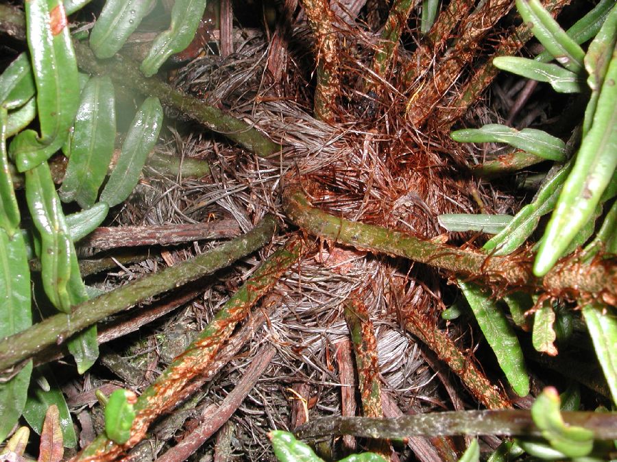 Blechnaceae Lomariocycas aurata