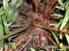 image of Lomariocycas aurata