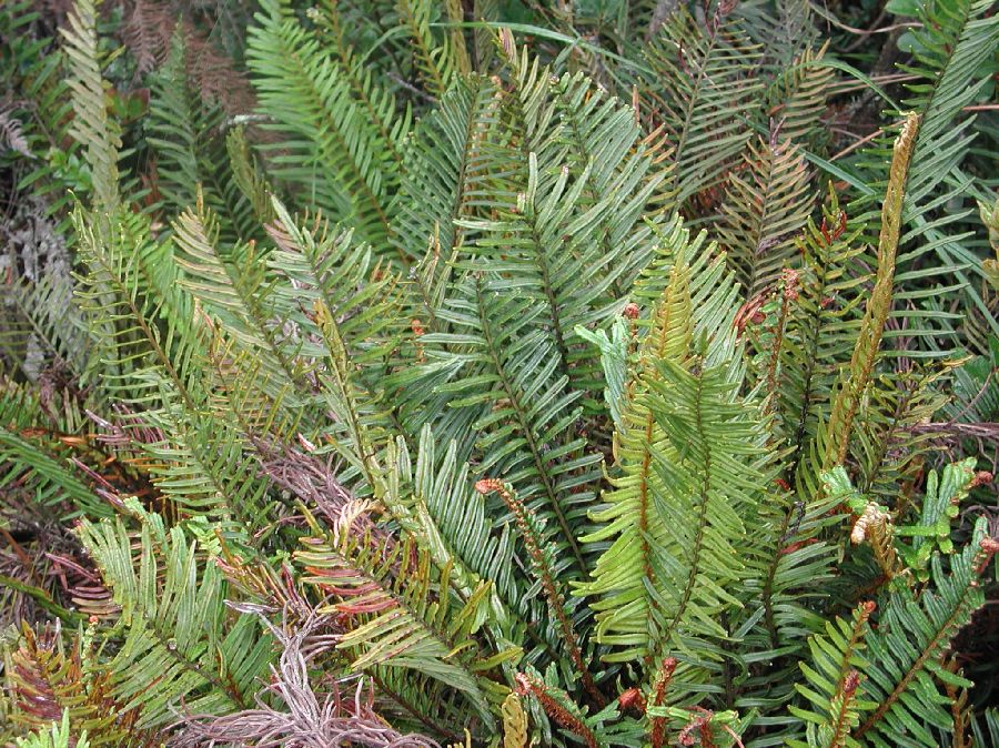 Blechnaceae Lomariocycas aurata