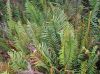 image of Lomariocycas aurata