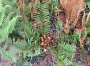 image of Lomariocycas aurata