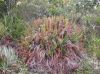 image of Lomariocycas aurata