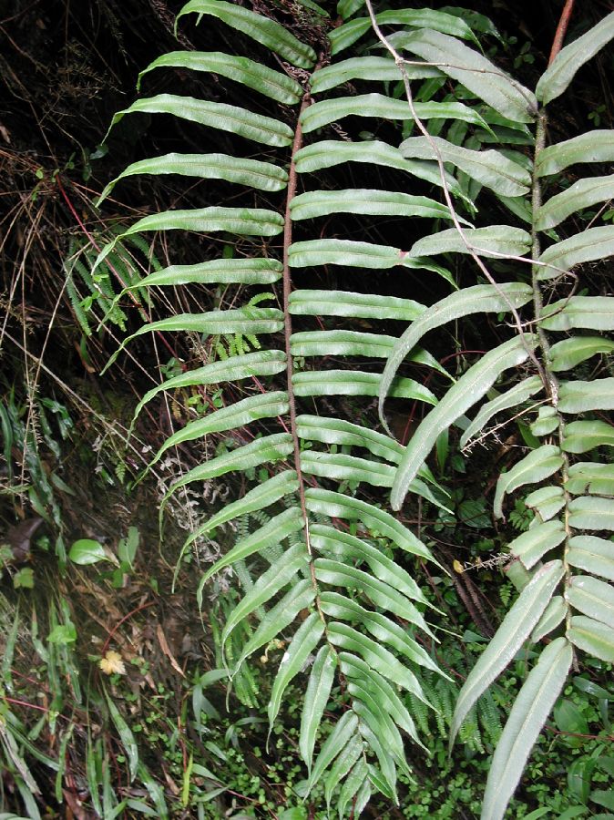 Blechnaceae Parablechnum cordatum