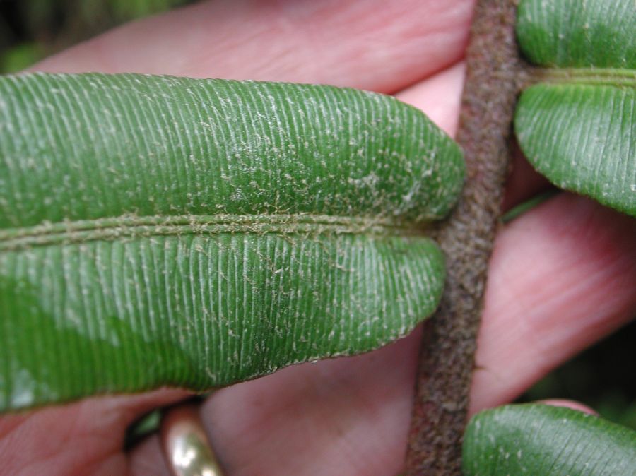 Blechnaceae Parablechnum cordatum