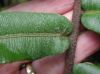 image of Parablechnum cordatum