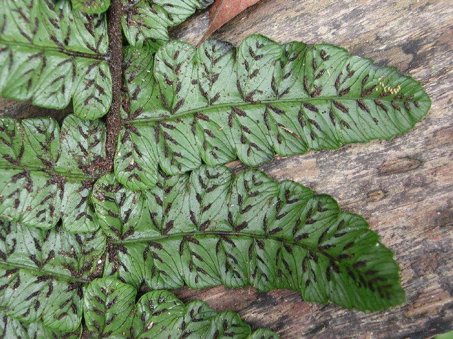 Athyriaceae Diplazium 