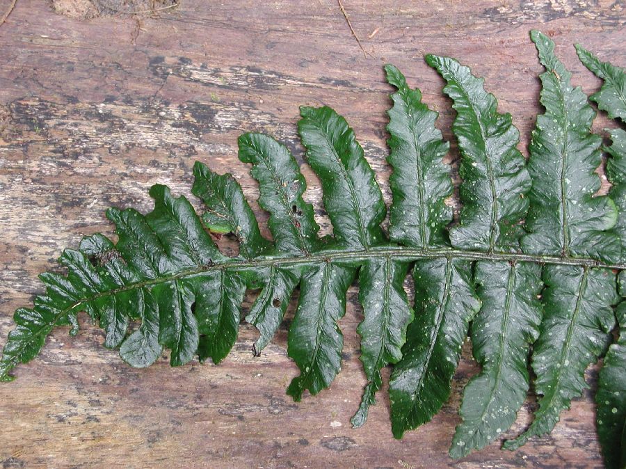 Athyriaceae Diplazium 