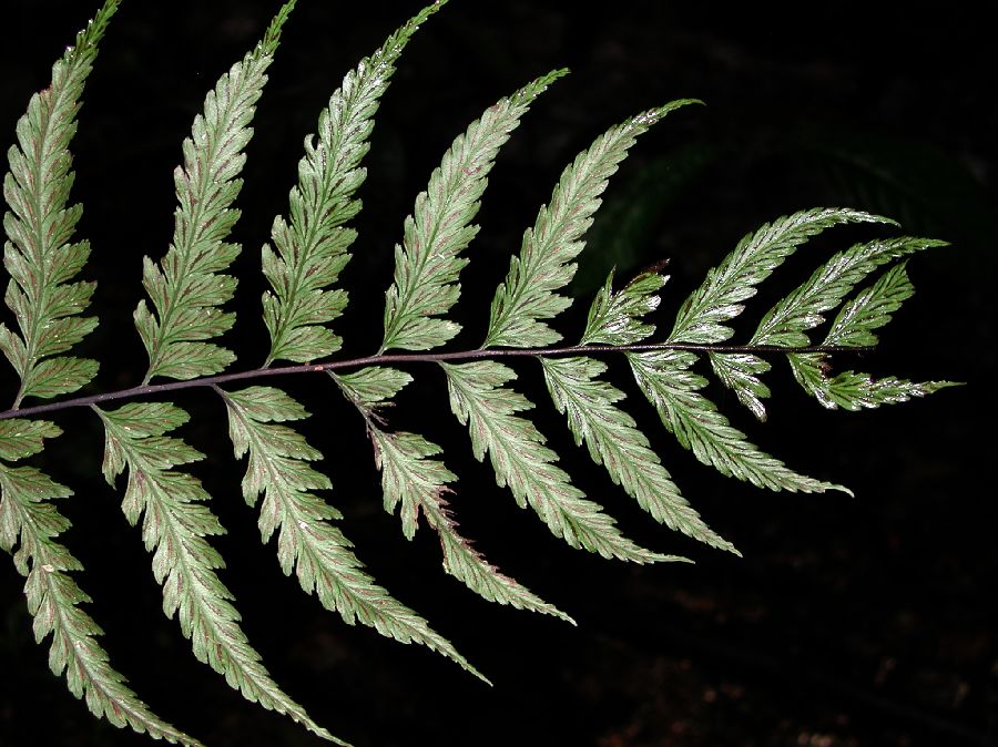 Athyriaceae Diplazium cristatum