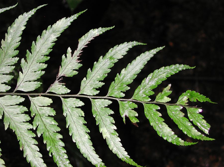 Athyriaceae Diplazium cristatum