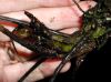 image of Diplazium cristatum