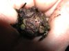 image of Diplazium cristatum