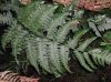 image of Diplazium macrophyllum
