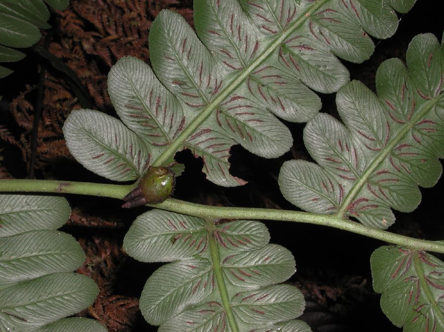 Athyriaceae Diplazium costale