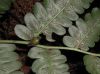 image of Diplazium costale
