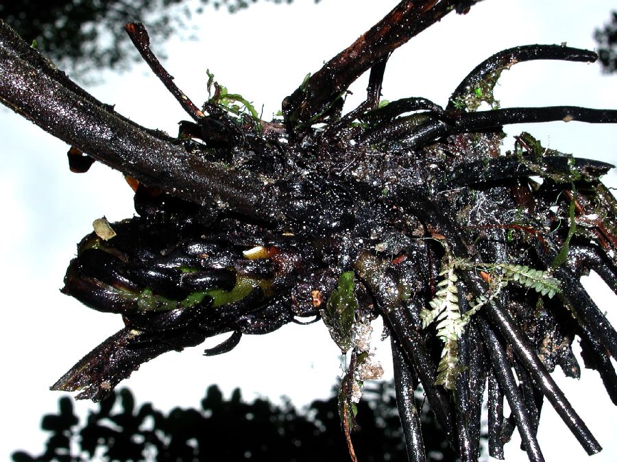 Athyriaceae Diplazium 