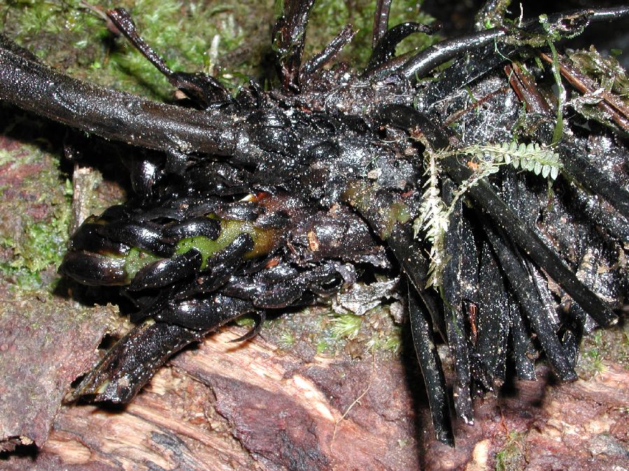 Athyriaceae Diplazium 