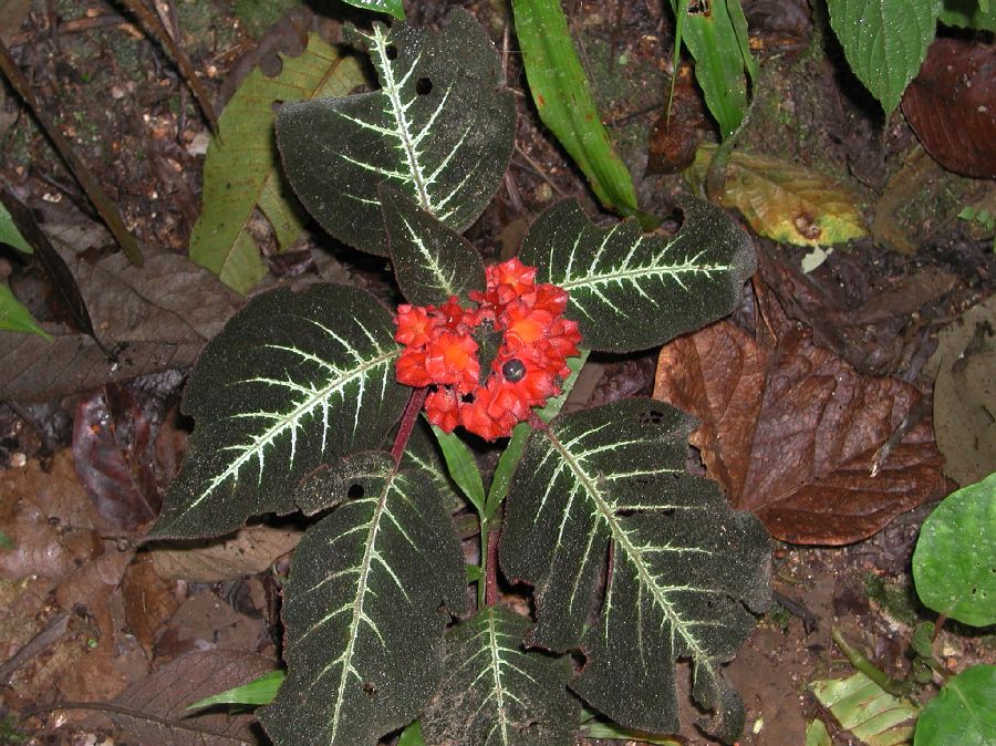 Gesneriaceae  