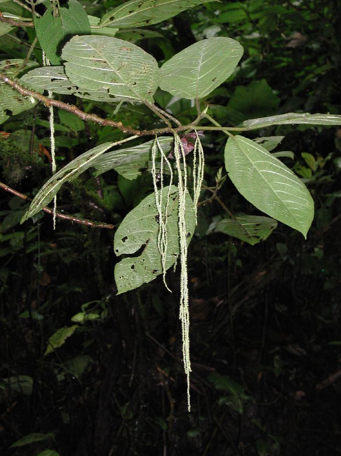 Urticaceae Myriocarpa 