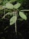 image of Myriocarpa 