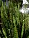 image of Nephrolepis cordifolia