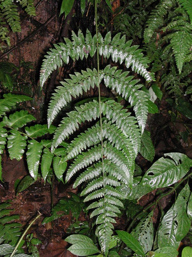 Dryopteridaceae Polybotrya alfredii